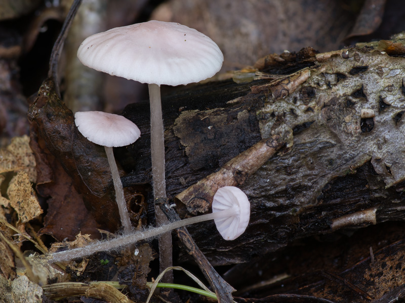 Mycena albidolilacea